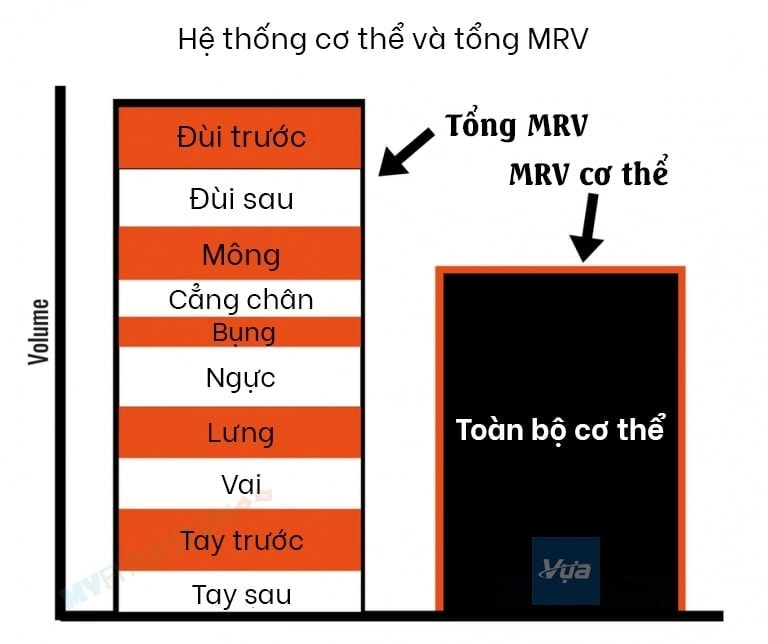 MRV tối đa của Bodybuilders được "sạc" như thế nào? (MRV Series Phần 2) - mrv 1 768x644 1